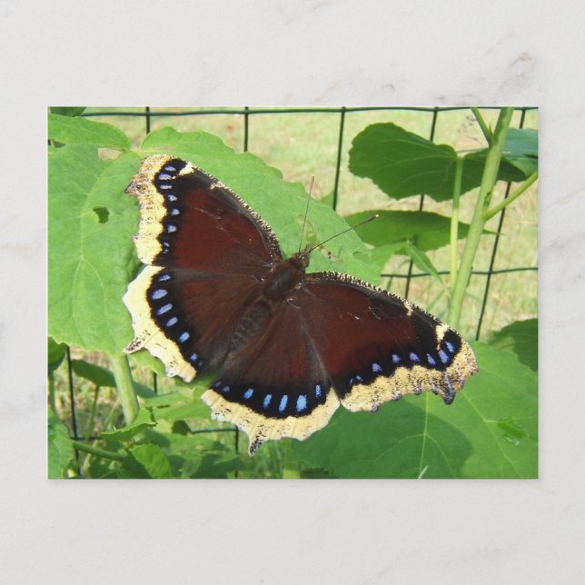 Borboleta 56 ~ cartão postal (Frente)