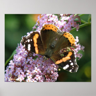 Borboleta-Almirante Vermelha e Buddleia Poster