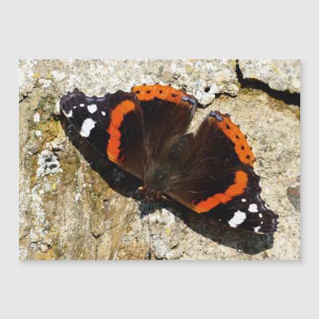 Borboleta - Almirante Vermelho (Frente)