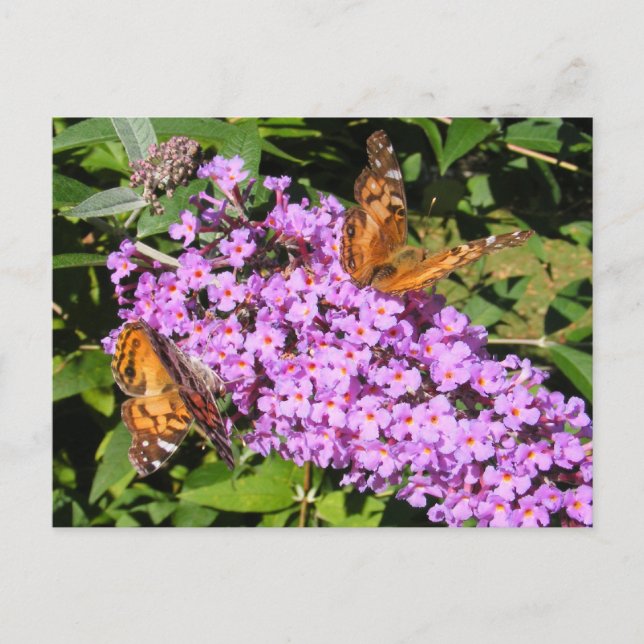 Borboleta Amigos ~ cartão postal (Frente)