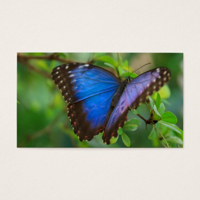 Borboleta Azul (Frente)