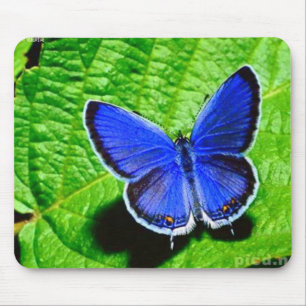Borboleta azul Mousepad