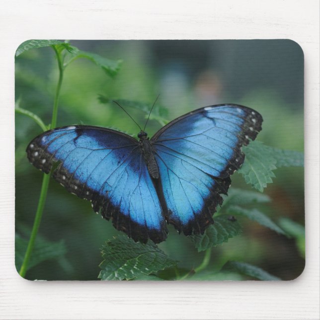 Borboleta azul Mousepad (Frente)