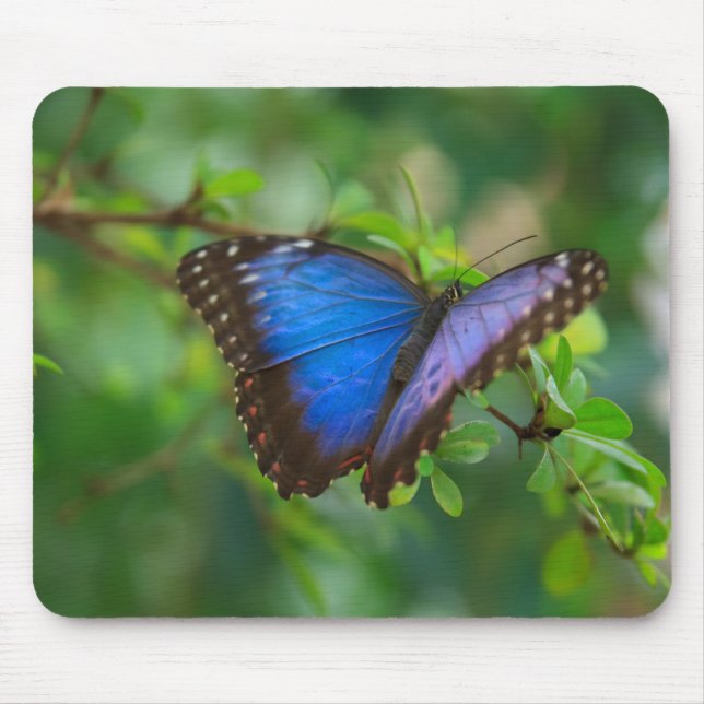 Borboleta azul Mousepad de Morpho (Frente)