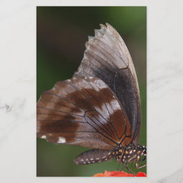 Borboleta Branca e Marrom em Flor Vermelha