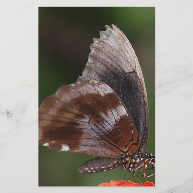 Borboleta Branca e Marrom em Flor Vermelha (Frente)