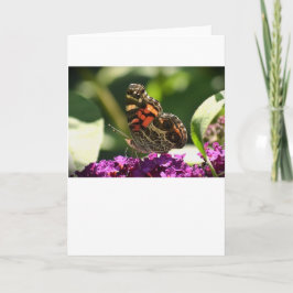 Borboleta, cartão