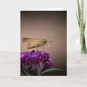 Borboleta, cartão