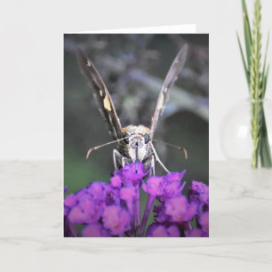 Borboleta, cartão