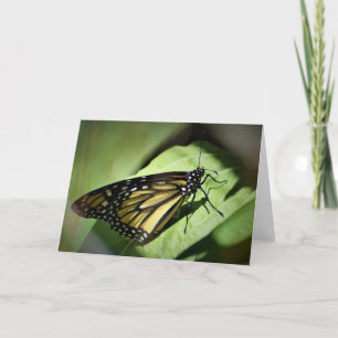 Borboleta, cartão