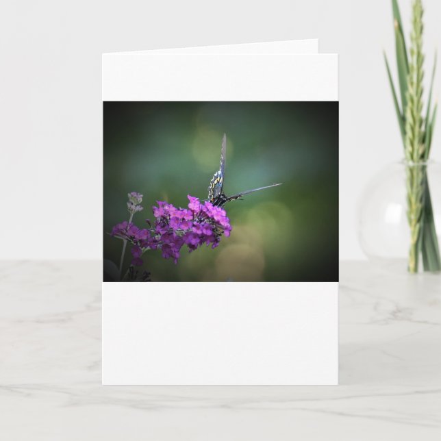 Borboleta, cartão (Frente)