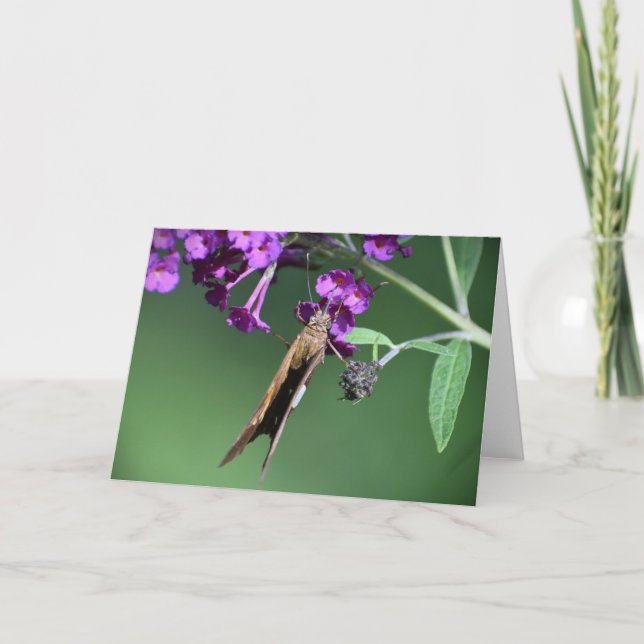 Borboleta, cartão (Frente)