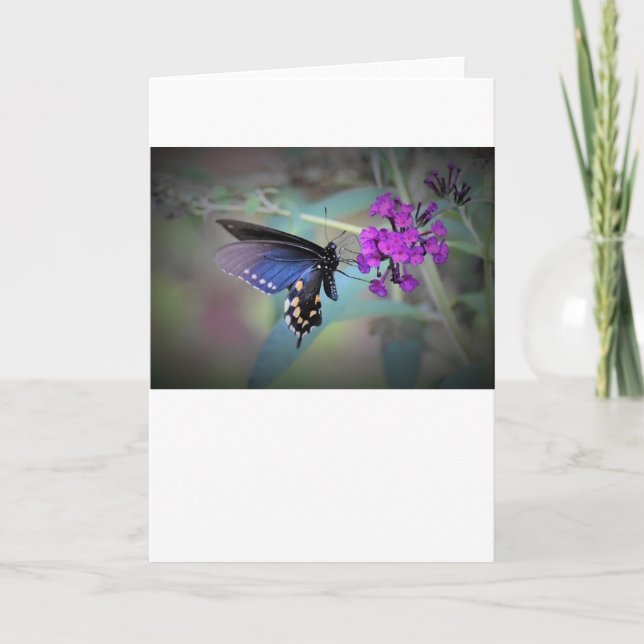Borboleta, cartão (Frente)