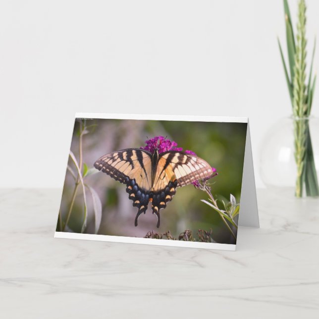 Borboleta, cartão (Frente)