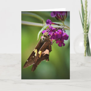 Borboleta, cartão