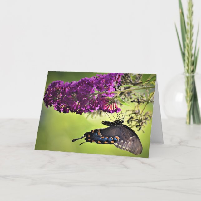 Borboleta, cartão (Frente)