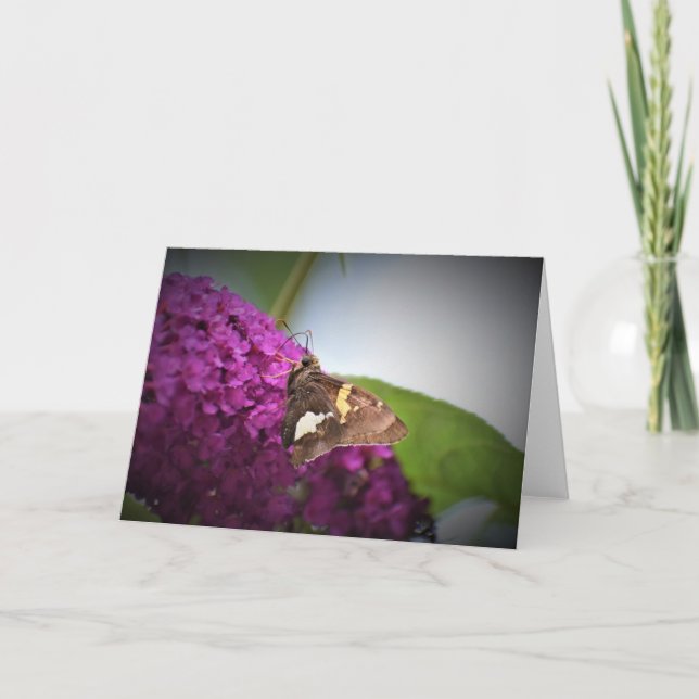 Borboleta, cartão (Frente)