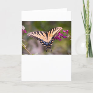 Borboleta, cartão
