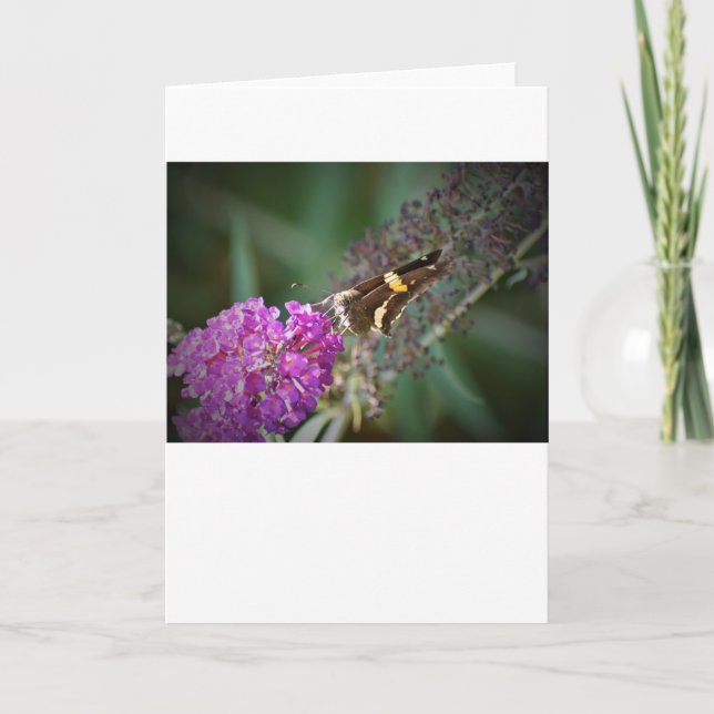 Borboleta, cartão (Frente)
