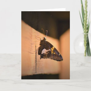 Borboleta, cartão
