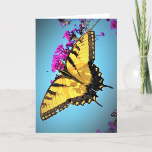 Borboleta, cartão