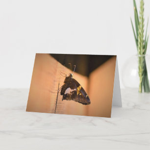 Borboleta, cartão