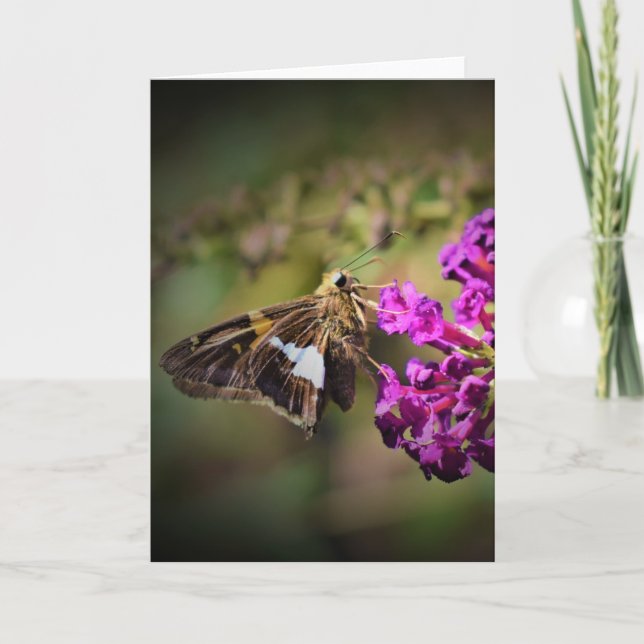 Borboleta, cartão (Frente)