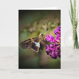 Borboleta, cartão
