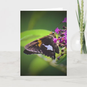 Borboleta, cartão