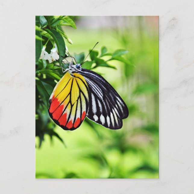 Borboleta - Cartões postais (Frente)