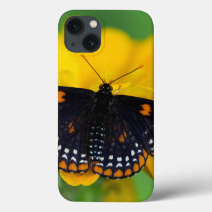 Borboleta Checkered do ponto de Baltimore