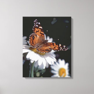 Borboleta Dama Pintada Americana Na Canvas Daisy