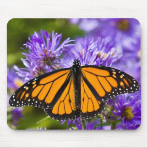 Borboleta de monarca de Mousepad em ásteres roxos