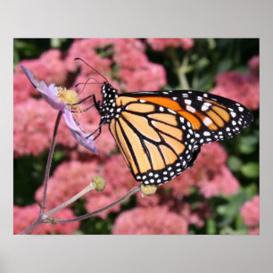 Borboleta de monarca mim poster