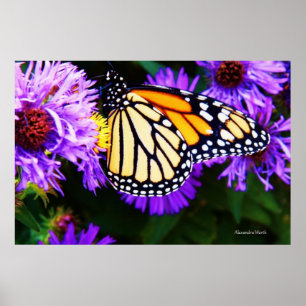 Borboleta de monarca, poster do áster