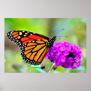 Borboleta de monarca que snacking no poster da
