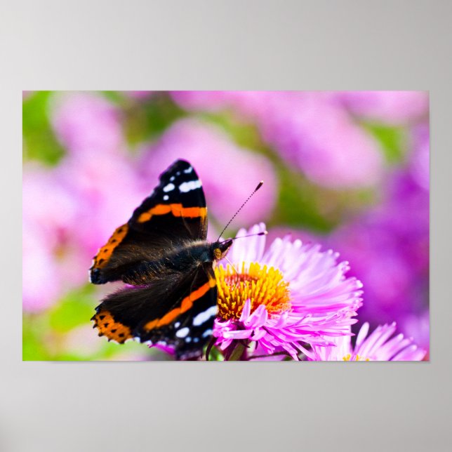 Borboleta do Almirante Vermelho em Poster de flor (Frente)