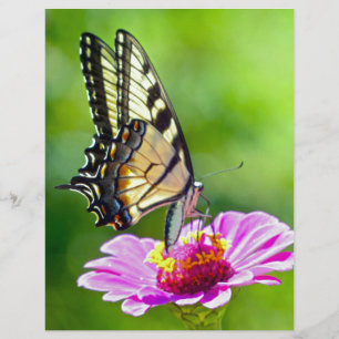 Borboleta do Swallowtail de Tigre
