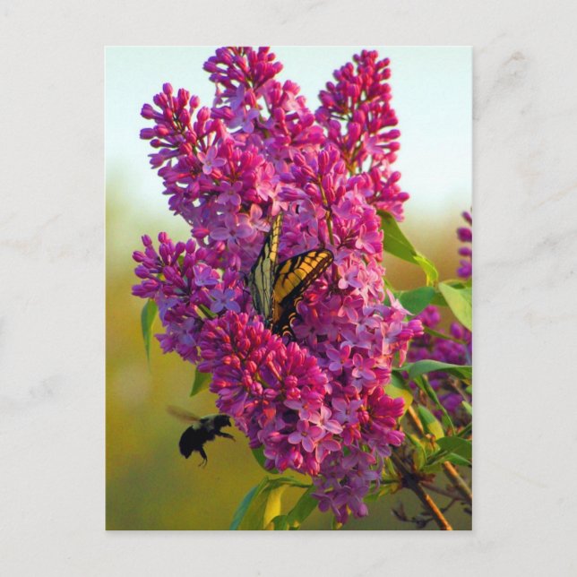 Borboleta e Abelha no Cartão Postal Lilac (Frente)