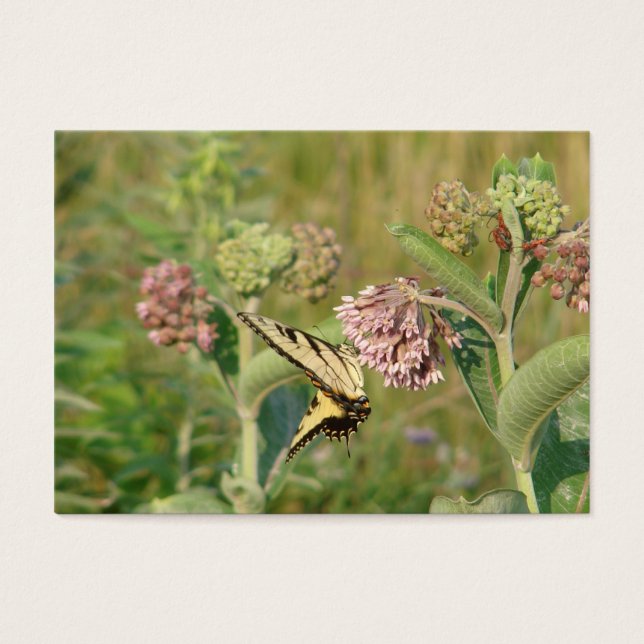 Borboleta e Milkweed (Frente)