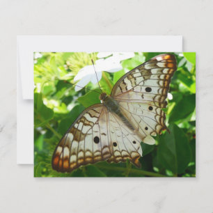 Borboleta em Jasmine Fotografia sobre Natureza Tro