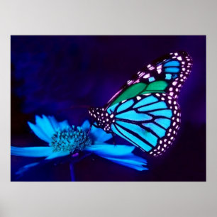 Borboleta Em Poster Azul