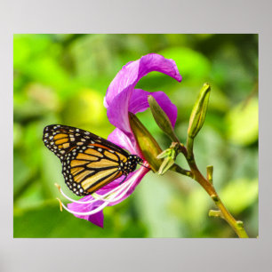 Borboleta em poster de flor