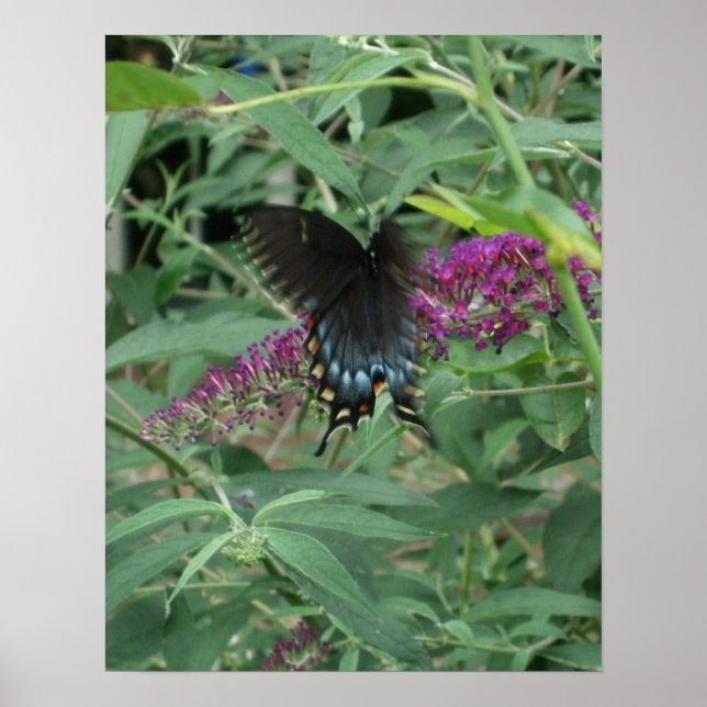 Borboleta em Poster de movimento/Impressão (Frente)