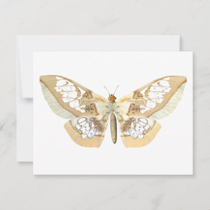 Borboleta GlassWing