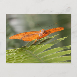 Borboleta Julia no cartão postal
