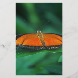 Borboleta laranja brilhante e preta na folha