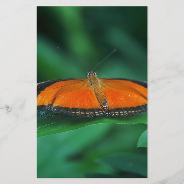 Borboleta laranja brilhante e preta na folha (Frente)