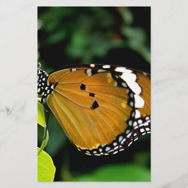 Borboleta laranja, preta e branca na folha (Frente)