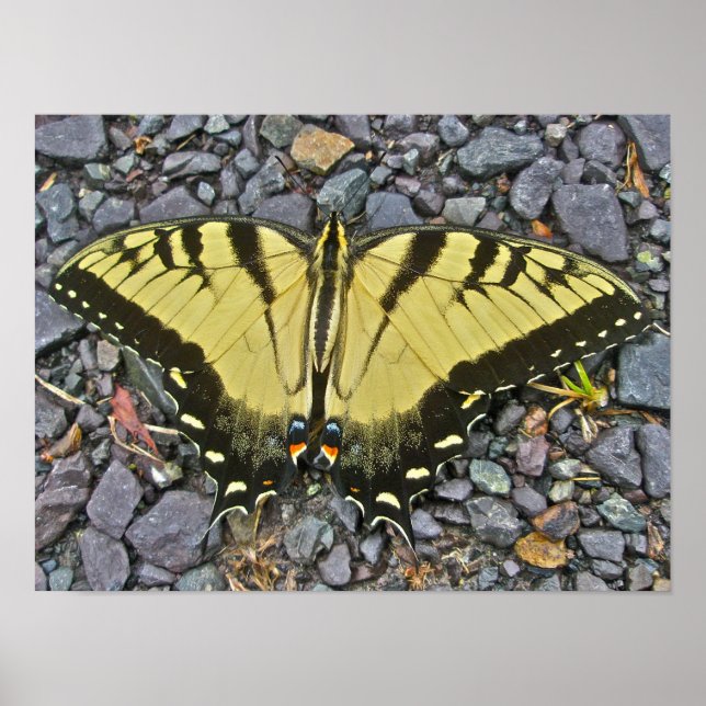 Borboleta-malta-do-tigre-oriental poster (Frente)
